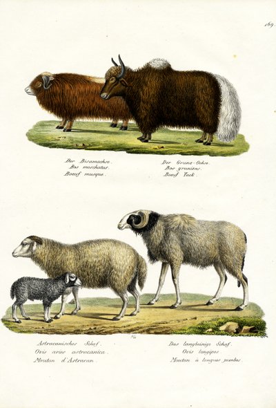 Musk Ox by Karl Joseph Brodtmann
